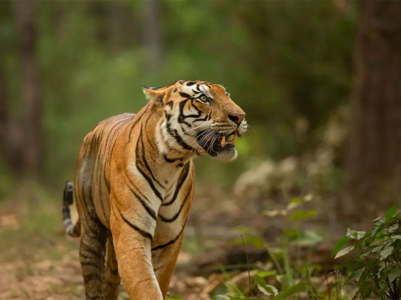 7 Days Golden Triangle Tour with Ranthambore Tiger Safari