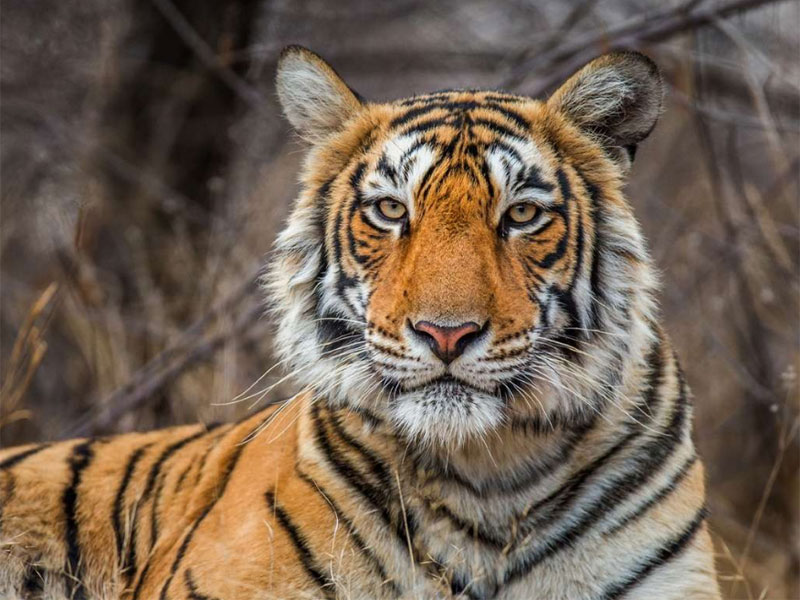 7 Days Golden Triangle Tour with Ranthambore Tiger Safari